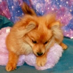 Stella/Pomeranian/Female/25 Weeks,Such a sweet little girl! So playful and loving already. Stella is full of energy and spunk, and can’t wait to come home to you for belly rubs. She’s always ready to play and hopes you are too! She will be up to date on her vaccinations and pre-spoiled before coming to her new home. Make Stella part of your family today; you’ll be glad you did! Don't miss out.
