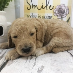 Mona Mae/Goldendoodle/Female/2 Weeks,“It’s the smiles, the laughs, the warm hugs and the sweet kisses, or the joy of just being together, these are the things that really matter to me. I really want to be a part of those thing in your life. My name is Mona Mae and I am ready for my forever family. I am a sweet puppy who loves playtime and is always up for a good cuddle. If you think I am the puppy for you, please make the call that brings me home! I can't wait to meet you!”