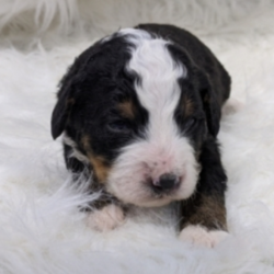 Gabbi/Bernedoodle/Female/2 Weeks,Gabbi is a very socialized puppy who loves cuddling and playing. Her mom is a Bernese Mountain Dog and her dad is a Miniature Poodle. This little puppy is always up for anything. She loves to play and when she is all done with playtime, she will be the first one to curl right up to you for an afternoon nap. Gabbi will be coming home to you up to date on her vaccinations and will have a full head to tail checkup. Don’t miss out on this lovable girl. She will be the perfect puppy addition to your family!