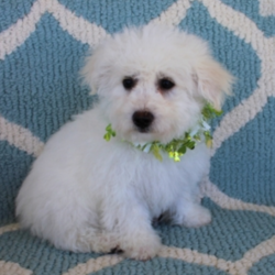 Scrappy/Bichon Frise/Male/18 Weeks,"Hi there! I was just sitting here thinking about all the new adventures and happy times that await me when I get to my new home. I just know you are the perfect one and you have been looking for a super, healthy, playful little guy just like me. I hope you call soon 'cause my bags have been packed awhile. I'll make a trip to my vet for a good checkup, be sure my vaccinations are current, then I am ready to come home to you!"