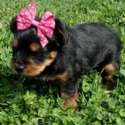 Wilda/Yorkshire Terrier/Female/5 Weeks,“I've had this dream for quite a while. It's something I'd do anything for. It's better than a gigantic bag of my favorite puppy treats. It's better than a 24-hour session of belly rubs. It's better than endless walks around the dog park with all of the tennis balls and Frisbees that I could ask for. You want to know what it is? It's you. I dream that I'll get to go home to you as soon as possible. We'll cuddle and snuggle and love each other with all our might. Nothing will stop me from being by your side and being the very best friend possible. Call now and bring me home so that my dreams can come true!”