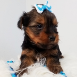 Freddie/Yorkshire Terrier/Male/3 Weeks,“If you're looking for a buddy to share tons of good time with, then you have found the one right here. My name is Freddie and I specialize in good times. Where I am now, is great and I am being well taken care of, but I know that the real adventure starts once I've made my way to you. We can go on a jog in the mornings, roll around the house before lunch, and I can even teach you to bark at the mailman when he comes to interrupt our play time. It'll be our rules, all the time! Hurry up and pick up that phone so we can get a roll on things! Don't wait, some other family might get a hold of me and I want to go home with you!”