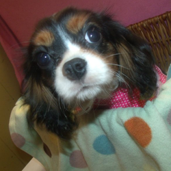 Mimosa/Cavalier King Charles Spaniel/Female/32 Weeks,THANK YOU FOR LOOKING AT OUR BABIES!! All our puppies come with a one-year written health guarantee against congenital defects. Their vaccinations and de-worming are up to date based on their age. We do deliver puppies for $1.50 per mile up to $350.00 for shipping plus any tolls and expenses. We are asking $899.00 plus Tax and other fees, making it a total of $1013.25 cash only. Card will be an extra fee of $100, making it a total of $1120.25. If you have any other questions or comments, feel free to call 973-652-7758 or 330-777-9874. Thank you.