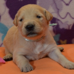 Elise/Golden Retriever/Female/2 Weeks,Talk about gorgeous! This cutie has everything you could ask for: looks, personality and attitude! She loves to walk around strutting her stuff! Elise loves to run and romp around all day. But after a long day of playing, she will love nothing more than to take an afternoon nap! When arriving to her new home, Elise will come up to date on vaccinations, vet checked, and pre-spoiled. Wouldn’t you just love to make this cutie yours? Her coat is soft to the touch and she likes nothing more than being pampered.