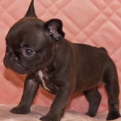 Cashmere/French Bulldog/Female/5 Weeks,This is Cashmere! She is ready to come home and be your best friend. As soon as you walk in the door she’ll be right there to greet you with her wagging tail. Cashmere will be up to date on vaccinations and pre-spoiled when arriving home to you. She is eager to learn everything you want to teach her and she can’t wait to arrive at her new home to begin. Don’t miss your chance to add this loving pup to your family!