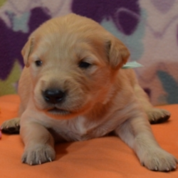 Elise/Golden Retriever/Female/2 Weeks,Talk about gorgeous! This cutie has everything you could ask for: looks, personality and attitude! She loves to walk around strutting her stuff! Elise loves to run and romp around all day. But after a long day of playing, she will love nothing more than to take an afternoon nap! When arriving to her new home, Elise will come up to date on vaccinations, vet checked, and pre-spoiled. Wouldn’t you just love to make this cutie yours? Her coat is soft to the touch and she likes nothing more than being pampered.