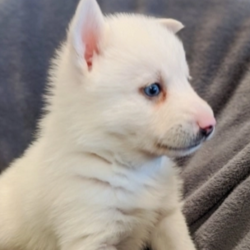 Thor/Pomsky/Male/8 Weeks,“Ready for a lifetime of endless love? Then look no further, because I am going to do my very best to always please you. I will love you and be your fur-ever best friend. I come up to date on my vaccinations and am ready to come home to play. Just look at me and you will see that I will complete you. I hope you pick me, as I have been custom made for someone special."
