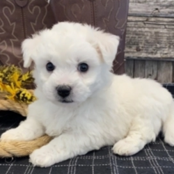 Caliber/Bichon Frise/Male/5 Weeks,“Hey! My name is Caliber and I'm ready for you to pick me, so that I can brighten up our home! I'm full of life and fun. I can be the best movie, walking, and cuddle buddy that you will ever come across! Both of my parents are exceptional examples of our breed. I will arrive to you healthy and with my vaccinations up to date, before wiping my paws on our welcome mat. Ready for a lifelong best friend? Well, I'm ready for my forever family!”