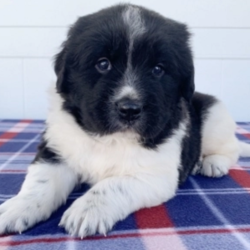 Coby/Newfoundland/Male/6 Weeks,You have searched far and wide for a puppy this amazing and it seems that your search has finally ended. Coby is the kind of puppy that you will only come across once in your lifetime, so you can't let the chance to take him home slip through your fingers. Coby is loving, sweet, smart, and if all of that doesn't convince you, then just look at his adorable face! Coby is ready to go, so make your home that much better by bringing him to yours today!