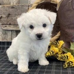 Caliber/Bichon Frise/Male/5 Weeks,“Hey! My name is Caliber and I'm ready for you to pick me, so that I can brighten up our home! I'm full of life and fun. I can be the best movie, walking, and cuddle buddy that you will ever come across! Both of my parents are exceptional examples of our breed. I will arrive to you healthy and with my vaccinations up to date, before wiping my paws on our welcome mat. Ready for a lifelong best friend? Well, I'm ready for my forever family!”