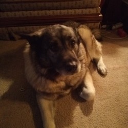 Adopt a dog:Diesel/Norwegian Elkhound/Male/Adult,Diesel needs a home!

Diesel is a Norwegian Elkhound.  His owner is moving out of state and cannot take him.   

Diesel is a good boy.  He loves people and being petted.  Diesel is good with other dogs.   He is healthy, up to date on shots, and neutered.   Diesel is six years old.  He is located in the Harrisburg PA area.

Contact Four Paws Elkhound Rescue
Www.fourpawselkhoundrescue.com/adoptionapplication
Fourpawselkhoundrescue@outlook.com. Subject:  Diesel