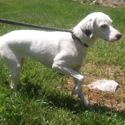 Adopt a dog:Molly/Mountain Cur/Female/Adult,Meet Molly a 4 year old Leopard Mountain Cur looking for her forever home.  She is friendly with kids and other dogs.

If you are interested in meeting and thinking about adoption, please visit our website http//www.wagginghearts.org and completed an adoption application. Due to the high volume of applications we receive we are only able to process fully completed applications.
Wagging Hearts is a 100% foster-based, non-profit rescue organization. 

Our mission is to rescue abandoned, neglected, and stray companion animals. Please visit http//www.wagginghearts.org if you would like to adopt and provide a forever home to one in need.