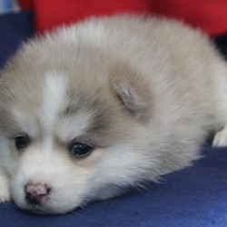 Mordecai/Pomsky/Male/4 Weeks,Mordecai loves a good, long nap, which is great because that's exactly what a growing puppy needs! Content to stick by mom and litter mates, this little guy will snooze everyone under the table, only waking up just in time to get a good drink of mother's milk. He will be up to date on his puppy vaccinations and vet checks just in time to come to his new home. Don’t miss out on the newest addition to your family. He will be sure to steal your heart away.