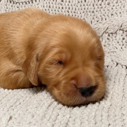 River/Golden Retriever/Male/3 Weeks,Meet River! This cutie is ready to wiggle his way into you home and heart. He is a sweet and handsome little guy that is sure to draw a crowd when you are out and about. This boy can’t wait to shower you with all the puppy kisses he has to offer. He will arrive up to date on his vaccinations, vet checked and completely spoiled. Don't miss out on bringing this cutie home to your family. Once he is with you, you will wonder what you ever did without him!