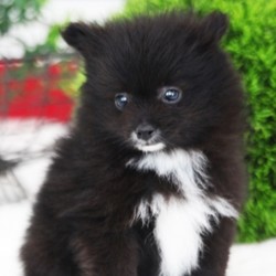 Rambo/Pomeranian/Male/8 Weeks,Rambo is just what the doctor ordered. This free spirited guy will bounce into your life, bringing endless joy and love. Rambo loves taking long, peaceful walks; he always stops to smell the flowers and romp a little in the grass. His lovable nature and happy attitude will bring a smile to your face that will last a lifetime. Rambo is the best of both worlds. This cuddle bug loves to snuggle under the covers, so make room for him in your home and heart. He will be vet checked from nose to tail and will arrive up to date on his vaccinations. He is just waiting for the right person to come along and scoop him up, so don’t miss out on this charming cutie!