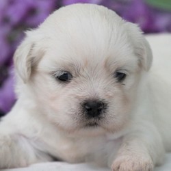 Chad/Lhasa Apso/Male/5 Weeks,Chad is such a sweet boy and would love to be your best friend for life. Imagine all the fun you'll have with this cutie. You can take him for nice walks in the park or just cuddle with him on those lazy, rainy afternoons. Chad will have a complete nose to tail vet check and arrive up to date on his vaccinations. This cutie has so much love to give and he wants to share it with you. Don't miss out!