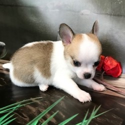 Clyde/Chihuahua/Male/6 Weeks,
