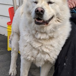 Adopt a dog:Bear/Akita/Male/Adult,Bear is a beautiful white Akita/Chow mix.  He's quite headstrong and will need an experienced caregiver.  He can be dog aggressive and will need extra care introducing him to other dogs.  He would do well with active and fun loving humans.