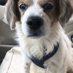 Adopt a dog:Cooper/Cavalier King Charles Spaniel/Male/Senior,Cooper needs a hero!  This sweet boy lost his human mommy on Thanksgiving of 2018. Cooper's mom adored him so when she knew she would no longer be able to care for him she asked a family member to take care of him after she passed.  Cooper is mostly blind but unfortunately his new dad had no interest in helping him to navigate his new surroundings so this poor baby fell into the family swimming pool and after that his new family abandoned him at the local shelter. 
 
Next, poor Cooper was sent to a blind dog rescue which then sent him to a ranch where he was confined to a dark, windowless storage room for ten months. Finally after all this trauma this little boy was found by a kind soul who wanted to give him the love and attention he so needed and deserved. By this point Cooper was completely disoriented and feeling down on his luck but his foster mommy got him home, started taking him on much needed walks, introduced him to her pups and sure enough Cooper got a new lease on life!

Cooper has learned to navigate very quickly but still prefers not to have to navigate on his own. He understand 