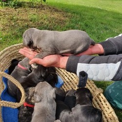 Beautiful Males and Females Cane Corso Puppies/Cane Corso/Male/Female/6 weeks 3 days,We have a stunning litter of Cane Corso puppies available mum is a huge girl very loving loyal and a real beautiful girl the dad is the puppies is a magnificent exact of Old type Cane Corso he stands 73cm tall and weighs approx 68kg massive bone and head on him highly trained intelligent protective and loving showing all the best traits of the breed. Viewing can be arranged by appointment. Dad is FCI and ABKC Registered