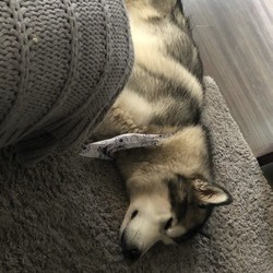 Kc Registered Alaska Malamute Puppies/Alaskan Malamute/Male/Female/5 weeks, 6 days old ,**All pups have been sold and deposits paid. If any become available I will post on here 

** update 29/4 
ALL puppies have been reserved now. Should any become available I have a small waiting list 
Many thanks 
Denise 

** update 25/4 PUPS HAVE BEEN BORN 


Our KC registered Alaskan Malamute bitch is having puppies.
Both mum and dad are stunning and both KC registered - please see pics 
Mums first litter 
Mum has a very low percentage of inbreeding.
Dad has a low hip score and we have copies of all health tests (He is clear of 172 generic diseases)

Puppies are due April 22nd
Ready to leave June 17th
8 puppies due as per scan

Obviously due to the current climate we will be seeking advice re viewing/choosing when pups are born

£1200 each 
£200 deposit to secure a pup 

All pups with be registered with the kennel club, 1st vaccinations, micro chipped and come with all papers, a puppy pack and a lifetime of advice 

Please message or ring for more details
