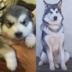 Kc Registered Alaska Malamute Puppies/Alaskan Malamute/Male/Female/5 weeks, 6 days old ,**All pups have been sold and deposits paid. If any become available I will post on here 

** update 29/4 
ALL puppies have been reserved now. Should any become available I have a small waiting list 
Many thanks 
Denise 

** update 25/4 PUPS HAVE BEEN BORN 


Our KC registered Alaskan Malamute bitch is having puppies.
Both mum and dad are stunning and both KC registered - please see pics 
Mums first litter 
Mum has a very low percentage of inbreeding.
Dad has a low hip score and we have copies of all health tests (He is clear of 172 generic diseases)

Puppies are due April 22nd
Ready to leave June 17th
8 puppies due as per scan

Obviously due to the current climate we will be seeking advice re viewing/choosing when pups are born

£1200 each 
£200 deposit to secure a pup 

All pups with be registered with the kennel club, 1st vaccinations, micro chipped and come with all papers, a puppy pack and a lifetime of advice 

Please message or ring for more details