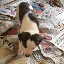 Adopt a dog:Border collie cross whippet puppies for sale/Border Collie/Both/,1 MALE PUP LEFT  
6 lurcher puppies (Border collie mum whippet dad) Both parents are family pets, good with children and other pets. Will be raised in a home environment so will be used to children, cats and everyday household noises.Puppies will be flead, wormed and micro chipped before leaving.4 brown females some with white markings2 white males both with brown markings and one with blue Merle markings on his ears.
Non refundable deposit of £100 secures your puppy:.. the rest will be payable on collection of your puppy
Puppies will be ready from Sunday 3rd March 2019.\