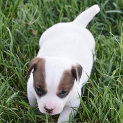 Case/Jack Russell Terrier/Male/4 Weeks,“Hi there! My name is Case and I just know that we are meant to be. I have been dreaming of coming home to my new family and I sure hope that it is you! I promise that we will have lots of fun together. We can spend all day playing if you'd like. Whenever you get tired, I will be right there to cuddle up by your side. I'll be healthy, too so I will be ready for anything that you have planned. Please bring me home, I want to start my life with you!”