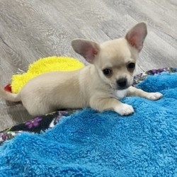 Dart/Chihuahua/Male/10 Weeks,“My name is Dart! What's yours? I'm really excited to meet my new fur-ever family. The nice people here have been telling me about how much fun I'll have when I get to my new home and I'm just thrilled. I am ready to play all kinds of games, explore your home, and just be an all-around great companion to you! I am ready to share my hugs and puppy kisses with you. I have plenty to give out, trust me! I really hope you are my new family because I'm ready to meet you! I hope to see you real soon!”