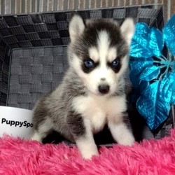 Sarah/Siberian Husky/Female/6 Weeks,“Hi, my name is Sarah, and I am the companion you’ve been looking for! I am the true definition of man’s best friend. I will arrive to my new home up to date on my vaccinations and vet checked from head to tail. We can play fetch or go for a walk; it doesn’t matter as long as I’m with you. Pick me, you won’t regret it! Call about me today before it’s too late!”