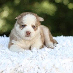 Tate/Pomsky/Male/6 Weeks,“Hi! My name is Tate. I am super sweet! I’m also super cuddly and my personality is somewhat bubbly. I’m anxiously waiting for my forever family. Could that be you? I love to play but I can also take a nap with you whenever you want me to. I will come up to date on my vaccinations and vet checked from head to tail. You’ll just want to have me in your arms all day. Oh! I just can’t wait. Make me yours today! My bags are packed and ready to go!”