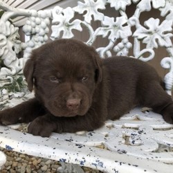 Fenton/Labrador Retriever/Male/4 Weeks,“I am the companion you’ve been looking for! I am the true definition of man’s best friend. I will arrive to my new home up to date on my vaccinations and vet checked from head to tail. As soon as you walk through the door, I will be there to greet you and be ready to play. We can play fetch or go for a walk; it doesn’t matter, as long as I’m with you. Pick me, you won’t regret it!”