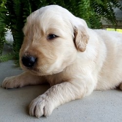 Hamm/Golden Retriever/Male/4 Weeks,Meet Hamm! He gives a lot of hugs, kisses, and snuggles. The long wait is over because he's the one for you. He is just waiting for that perfect family to make him theirs. Hamm will be sure to come home to you up to date on his vaccinations and vet checks. Let’s make some great memories together! What are you waiting for? Make this cuddle bug yours today.