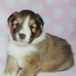 Jacob/Shetland Sheepdog/Male/4 Weeks,Stop right there! You have found your new baby boy. Jacob is as adorable as a puppy can be. He will be sure to shower you with his puppy love kisses every morning just to let you know how much you mean to him. Jacob will be sure to come home to you happy, healthy, and ready to play. He will be up to date on his puppy vaccinations and vet checks just in time to come to his new home. Don’t miss out on the newest addition to your family. What are you waiting for? Make this cuddle bug yours today.