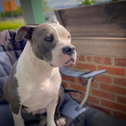 Adopt a dog:Maia/American Staffordshire Terrier/Female/Young,Meet sweet Maia!  Maia is approximately 2.5 years old as of 5/20/20 & is approximately 60lbs.  Maia is also your typical Am. Staffie!!!  All love, all loyalty, all family.  Maia came to us through the West Haven Animal Shelter (WHAS).  She was found by the Animal Control Officers (ACOs) at WHAS back in October 2019 in West Haven.  Her body had been beaten up pretty badly with all kinds of sores, she was emaciated & she had bite wounds on her neck.  Unfortunately, those bite wounds resulted in her having a ruptured salivary gland.  When Green Fur Kidz dog rescue found out about Maia & her need to have the very expensive surgery & lots of rehab care afterwards, we stepped up to raise funds to help Maia out.  She had her surgery in February & had some complications & then we realized she had most likely allergies so we did the extensive allergy testing panels at Orange Veterinary Hospital where she is a patient.  It turns out that Maia does not have food allergies but she does have allergies to storage mites, which makes feeding Maia a dry food diet (which most families feed) difficult.  Right now, Maia is on a raw kibble diet by Stella & Chewy's.  Hopefully the raw kibble diet will be the answer & we won't have to switch her to an all raw diet.  We will update her profile as time goes on as soon as we know if the raw kibble is ok for her.  Any potential adopters must know that Maia's storage mite allergy is long term, likely for life so it will cost extra money to feed her a better quality food.  In addition, because of Maia's previous misfortune of not being well cared for by whomever had owned her, her foster family is asking for a fenced in yard so that will be an additional expense.  Please read below what Maia's foster mom has to say about Maia:

