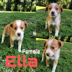 Adopt a dog:Ella/Australian Shepherd/Female/Baby,Due to Covid-19 concerns, we are not planning any public adoption events. If you are pre approved , we will call to set up an appointment to come and meet the dog and potentially take them home. It is by appointment only- 
Dogs will be Brought into the outdoor kennel for you to meet and make your decision. GLOVES AND MASKS WILL BE MANDATORY to maintain EVERYONE'S safety! 
The puppies and dogs listed will arrive on June 13th, 2020 .

http://littlerhodyrescue.com/adoption-application/ 

*Filling an application does not guarantee you as the adopter. All applicant's references will be called. PLEASE call your veterinarian and references consent to speaking with us ! 
We cannot process your application otherwise. Failure will put your application in 'Limbo