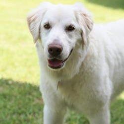 Adopt a dog:Millie (T)/Great Pyrenees/Female/Adult,You can fill out an adoption application online on our official website.This is MILLIE! Millie is a Pyr/Golden mix and is super sweet. She is 1-2 years old and was a livestock guardian but was chasing chickens! Now Millie is looking for a forever home where she can be a loved family pet! Millie is very submissive and is gaining confidence in her foster home. She is good with other dogs, cats and kids! Millie is currently in Texas but can be on the next NW transport!

All our dogs require secure VISIBLE fencing. All current pets in adoptive home must be spayed/neutered and up to date on vaccinations.

Adoption Fee: $325

Transport Fee: $250

All of our dogs are spayed/neutered, up to date on vaccinations and receive a certificate of health prior to transport.

Adoption applications can be found on our website: www.greatpyrsandpaws.org

https://greatpyrsandpaws.rescuegroups.org/forms/form?formid=5959

Northwest adopter pays cost of transport to independent transport company. Transport is arranged by GPPR.