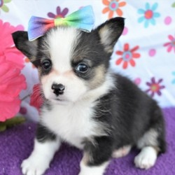 Jada/Pembroke Welsh Corgi/Female/7 Weeks,Meet Jada! Isn’t she just gorgeous? This little girl will definitely brighten up your days. She will be the talk of the town. Wouldn’t you just love to make this sweet pup yours today? Jada is more than ready to shower you with all of the love she has to offer. Jada will have a nose to tail vet check and arrive up to date on her vaccinations. Make Jada a part of your family and you will not be able to imagine your life without her.