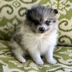 Sadie Skye/Pomeranian/Female/5 Weeks,“I've had this dream for quite a while. It's something I'd do anything for. It's better than a gigantic bag of my favorite puppy treats. It's better than a 24-hour session of belly rubs. It's better than endless walks around the dog park with all of the tennis balls and Frisbees that I could ask for. You want to know what it is? It's you. I dream that I'll get to go home to you as soon as possible. We'll cuddle and snuggle and love each other with all our might. Nothing will stop me from being by your side and being the very best friend possible. Call now and bring me home so that my dreams can come true!”