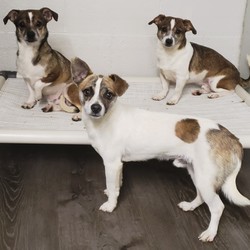 Adopt a dog:Jalen/Chihuahua/Male/Adult,These three little boys came from a property seizure.  The one in front is super friendly and the two in back are coming around so just need some one on one.  No children please.  They love other pets - dogs and cats.  They are 2-5 yrs in age and 8 to 10 lbs.
If your interested in this pet please go to the adoption page of our website and submit the required information.  This dog cannot be left outside unattended for any length of time, that would include access to a dog door.  This pet needs to be crated when no one is home and cannot be crated for more than 4 hours.  This pet is great with children over 7 yrs of age.