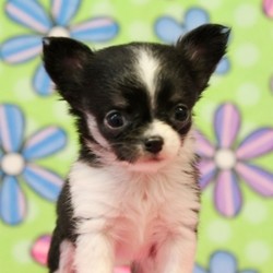 Classy/Chihuahua/Female/7 Weeks,“I hope you have room in your heart for a puppy like me. I give lots of love and I'd sure hope to get lots of it in return! Since the day I was born, I have been getting ready to come home to you and I am already so excited knowing that I'll be with you soon. I have been working on becoming well socialized so that I will be ready for any type of life that you lead. I'm also vet checked so I am healthy too, I promise! I hope to be seeing you soon!”
