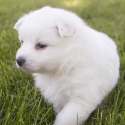 Aspen/American Eskimo Dog/Female/6 Weeks,