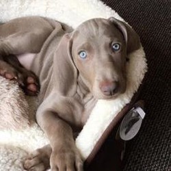 Adopt a dog:Weimarianer puppies for sale KC Registered, champion bloodline/Weimaraner/Male/Female/,Exceptional champion bloodline puppies with 5 generations of champion bloodlines. We are very proud to announce that we have 9 silver grey short haired puppies that will all sadly be ready to go on the 8th January 2020. All micro chip / wormed and flead / and 4 weeks free insurance. All puppies have been docked and dew clawed with full kennel club documentation, all are puppies are well socialised and raised within a busy household.  2 Female sold and 1 Male before I have put any adds up, are puppies are from the famous house of Hunterspirit Gundogs and we now have  Archwillow Puppies.
Don’t miss out on this once in a lifetime opportunity as we are only doing 1 litter from this beautiful champion bloodline Bitch called Tora she is very much loved and adored and a amazing working and show Gundog. To book a viewing of the puppies or for more information please call 07772039500\