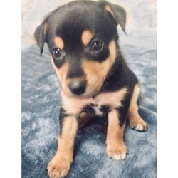 Adopt a dog:Kelpie puppy/Australian Kelpie/Female/4 months old ,â€œI know you've been looking for the perfect puppy
and I think I have all the right qualifications
for the position. First, I'd like to say that
I have a lifetime experience of being cute. I've
been a cutie since the day I was born! My fur is
unlike any other and my cute face has been known
to melt a heart or two.
