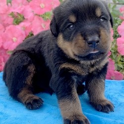 Bane/Rottweiler/Male/,“Are you looking for the best puppy ever? Well, you found me! My name is Bane and I am the best! How do I know? Well, just look at me. Aren’t I adorable? Also, I come up to date on my vaccinations and vet checked from head to tail, so not only am I cute, but healthy too! I promise to be on my best behavior when I’m with my new family. I’m just a bundle of joy to have around. So, hurry and pick me to show off what an excellent puppy you have!”