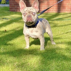 Lilac Merle Carrying Testable Isabella Choc/French Bulldog//8 months, 19 days old ,I have Lilac Merle Male carrying testable Isabella Choco. 

He can produce the new shade of Isabella as he carries both Chocs if your are looking for a stud boy or he will make a great pet.

He is a Chaos Son. 

Fully vet checked and up to date on vaccinations. 

Genuine reason for sale message or call for further details. 

£4500