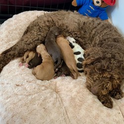 All Reserved ! Gorgeous Cockapoo Puppys/Cockapoo//3 weeks old ,I am extremely proud to announce that my beautiful girl cocoa has safely given birth to her first litter of 8 amazing cockapoo puppys.

I have a mixed litter of both boys and girls.
X3 Apricot Boys * ALL RESERVED *
X3 Chocolate Boys * ALL RESERVED *
X1 Chocolate Girl * RESERVED*
X1 Chocolate Roan Girl * RESERVED *

The mum of these beautiful puppy’s has been our beloved family pet for 4 years (cockapooF1B) we chose her very carefully to be a part of our family, she has a soft curly non shedding coat, she’s amazing with my two daughters, excellent temperament, fun-loving, sociable, energetic, very loyal and obedient.

Father of the pups is a loving part of the family and is a lovely well natured dog, very charming, dad is a placid red working cocker KC Registered 5generation 3 year old boy, he has a impeccable temperament and loves to go on walks, fantastic with children and other dogs and animals.

This is Cocoa and Asa’s first litter of unplanned puppy’s together. Both parents are from amazing breeds, Free of any health or temperament issues,
All of these puppy’s will be growing up in the heart of our home with no expense spared where they are exposed to all the sounds and experiences of a loving family environment. We ensure that these pups get plenty of attention by myself and my children so by the time they leave us they will be well handled making them confident socially and very playful so that they will fit into any lifestyle. These pups will also be be part pad trained.

Cockapoos make an ideal pet for individuals and families due to their wonderful temperaments, intelligence and low shedding coats which is great for people with allergy’s, asthma, eczema. They are energetic dogs and love to play and do not like being left on their own for a long period of time.
Each puppy will leave with having 1st vaccinations, vet health check, microchip, treated for fleas and wormed 2-4-6 and 8 weeks 
I will provide a puppy pack with some puppy information and a little goody bag including a scented blanket of his/her parents.

I would like to keep In touch with the new owner so I can see these puppy’s grow up and be reassured they are in their 5* forever loving homes where the puppy’s will be well cared for.
Please consider how difficult plus time consuming a new puppy can be especially at the beginning when puppy’s are so young, so please think carefully and make sure the decision is right for you and your family we only want the best for these pups.

Puppy’s will be ready to leave for their 5* forever loving homes on the 3rd of August

I will be taking a Non-refundable holding fee of £300 to secure the puppy of your choice.

Due to the current pandemic of COVID19 I will only be offering virtual viewings via
FaceTime/WhatsApp calls
I will use video calls by the way of medium for you to reserve the puppy of your choice 
Once the puppy’s are 6 weeks Over I will allow you to come and view your puppy with social distancing In measure
I will provide videos, pictures and weekly updates of your new puppy ☺️❤️