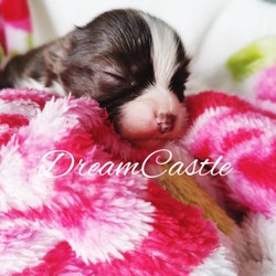 Most Beautifull Puppies At Dreamcastle Chihuahuas/Chihuahua/Male/Female/3 weeks, 1 day old ,Follow us on facebook: 
DreamCastle chihuahuas

DreamCastle - is a selected Show Home Breeder with big love to the breed. We are Licensed UK Breeders- Kennel Club Registered.

Our puppies have apple head with short nose big eyes and amazing sweet face!! Perfect tiny size with lovely temperament- playful and active.

DreamCastle puppies will be a joy to enter new family and bring there lots of emotions and happy days!

Our DreamCastle puppies are rising in the family home, with lots of love and attention. All puppies, before leaving our house, are wormed, microchip-ed, vaccinated, health- checked.They will come with full puppy pack of goodies - so new owner can be sure, they don't miss anything. Our puppy pack will include puppy folder with information leaflet how to care about your new baby. 

Prices £2000–£3000

Both parents can be seen in our home with puppies!

All our Puppies are not for BREEDING!!!

If you are interested in DreamCastle puppies please contact us by email or phone us. We will answer in all your questions. We are looking only for special homes! 

Puppy videos and our everyday life on Facebook: 
DreamCastle Chihuahuas 
Website: www.dreamcastlechihuahuas.co.uk

A non refundable deposit will secure him/her for you of £500

With Best Regards DreamCastle