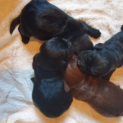 Beautiful Cocker Spaniel Pups/Cocker Spaniel/Male/Female/2 weeks, 4 days old ,A beautiful litter of 4 cocker spaniel pups, 1x boy left available black with white markings, will make excellent family pets, bought up around children and other dogs, both parents can be seen and have excellent temperaments. Will be microchipped and flead and wormed as necessary. Ready to leave 6th August. Any questions please ask, and ask for Dan or John when Calling