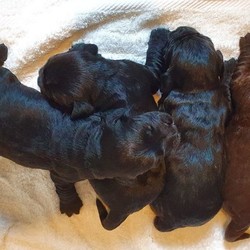 Beautiful Cocker Spaniel Pups/Cocker Spaniel/Male/Female/2 weeks, 4 days old ,A beautiful litter of 4 cocker spaniel pups, 1x boy left available black with white markings, will make excellent family pets, bought up around children and other dogs, both parents can be seen and have excellent temperaments. Will be microchipped and flead and wormed as necessary. Ready to leave 6th August. Any questions please ask, and ask for Dan or John when Calling